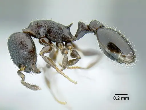 Temnothorax acuminatus specimen JTLC000007439 image jtlc000007439_3