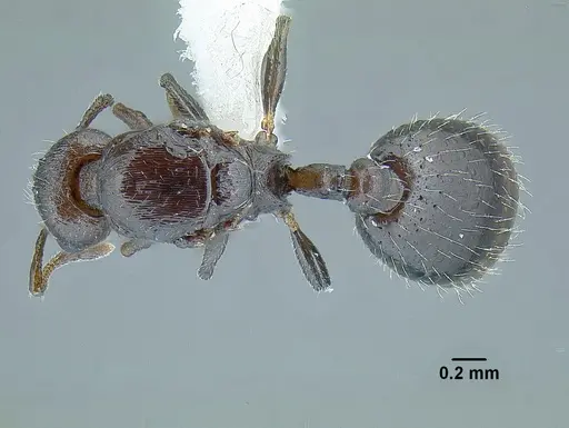 Temnothorax acuminatus specimen JTLC000007440 image jtlc000007440_1