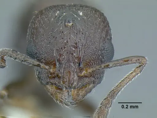 Temnothorax acuminatus specimen JTLC000007440 image jtlc000007440_2