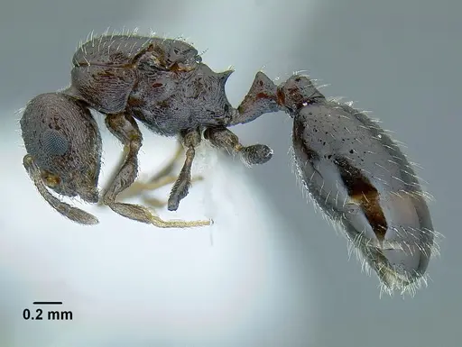 Temnothorax acuminatus specimen JTLC000007440 image jtlc000007440_3