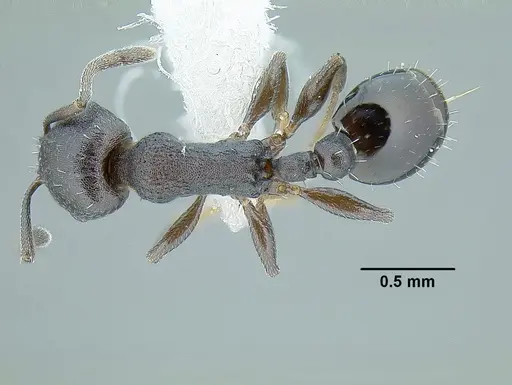 Temnothorax acutispinosus specimen JTLC000007447 image jtlc000007447_1