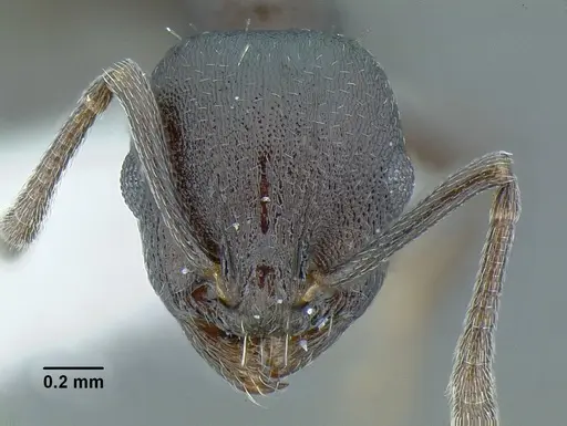 Temnothorax acutispinosus specimen JTLC000007447 image jtlc000007447_2