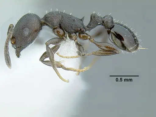 Temnothorax acutispinosus specimen JTLC000007447 image jtlc000007447_3