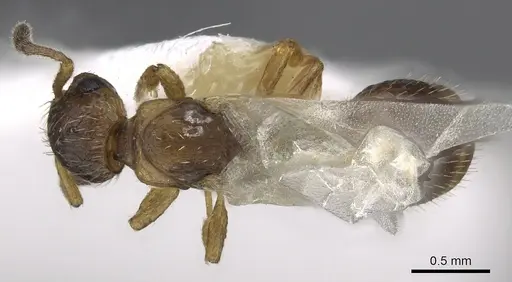Temnothorax adlerzi specimen CASENT0901767 image casent0901767_1