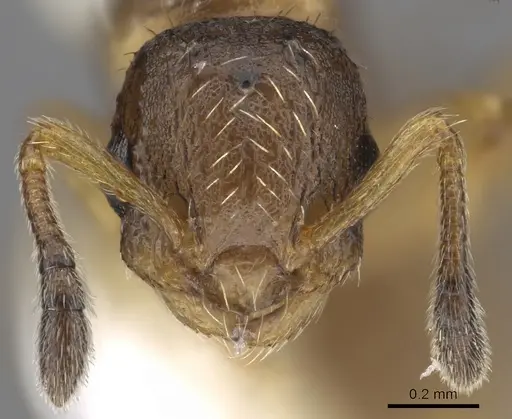 Temnothorax adlerzi specimen CASENT0901767 image casent0901767_2