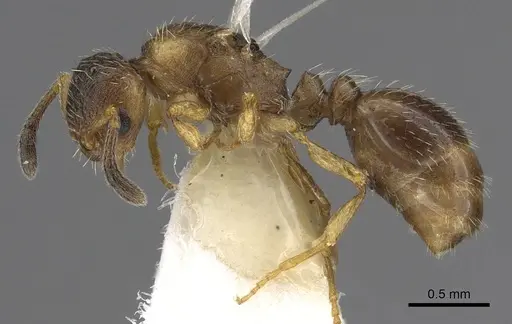 Temnothorax adlerzi specimen CASENT0901767 image casent0901767_3