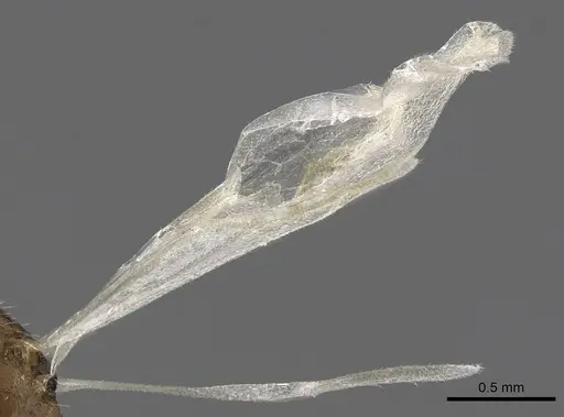 Temnothorax adlerzi specimen CASENT0901767 image casent0901767_4