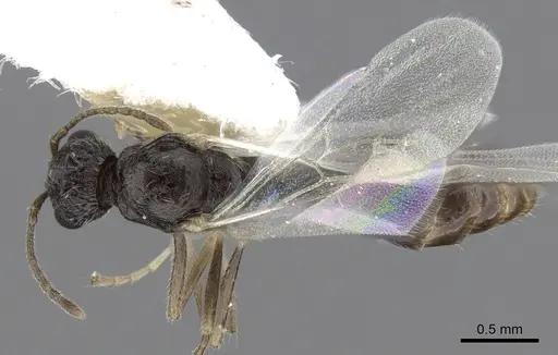 Temnothorax adlerzi specimen CASENT0901768 image casent0901768_1