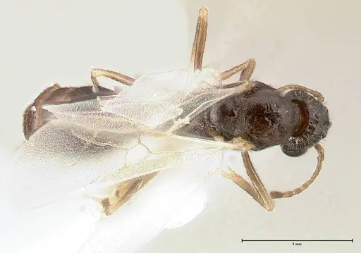 Temnothorax adlerzi specimen FOCOL0635 image focol0635_1