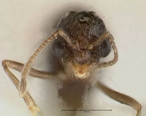 Temnothorax adlerzi specimen FOCOL0635 image focol0635_2