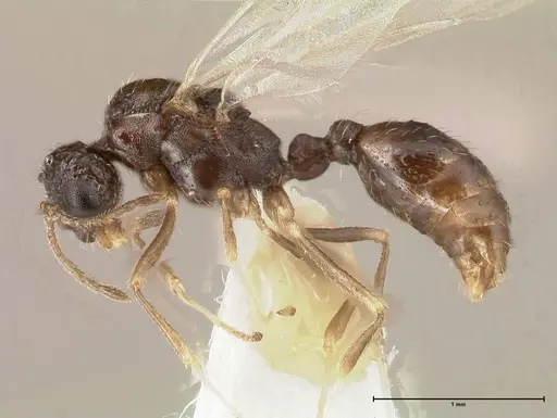 Temnothorax adlerzi specimen FOCOL0635 image focol0635_3