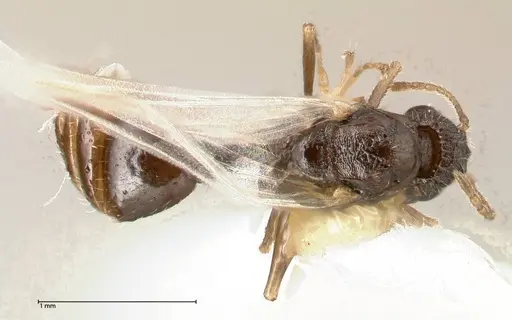 Temnothorax adlerzi specimen FOCOL0636 image focol0636_1