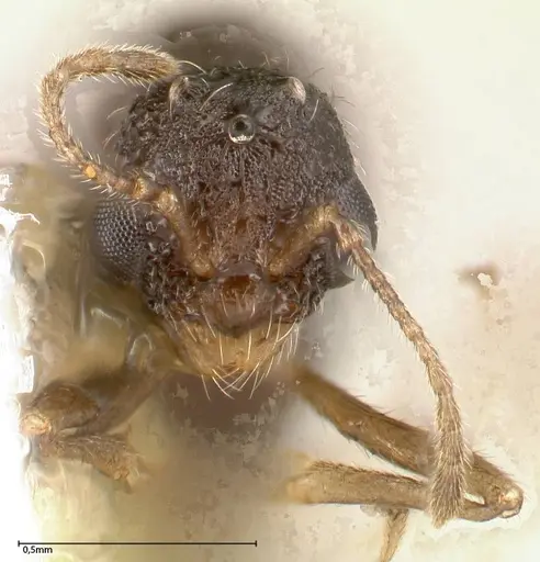 Temnothorax adlerzi specimen FOCOL0636 image focol0636_2