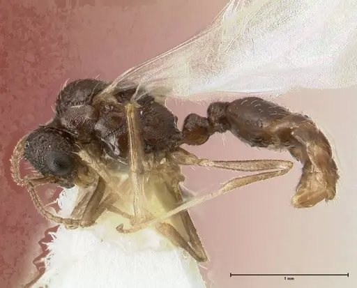 Temnothorax adlerzi specimen FOCOL0636 image focol0636_3