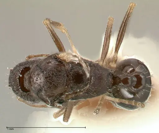 Temnothorax adlerzi specimen FOCOL0637 image focol0637_1