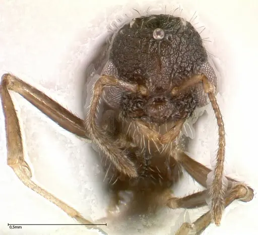 Temnothorax adlerzi specimen FOCOL0637 image focol0637_2