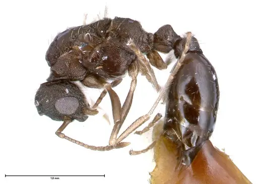 Temnothorax adlerzi specimen FOCOL0637 image focol0637_3