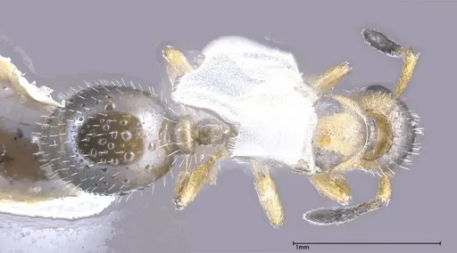 Temnothorax adlerzi specimen FOCOL0638 image focol0638_1
