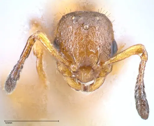Temnothorax adlerzi specimen FOCOL0638 image focol0638_2