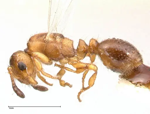 Temnothorax adlerzi specimen FOCOL0638 image focol0638_3