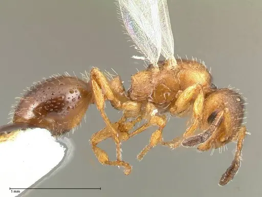 Temnothorax adlerzi specimen FOCOL0638 image focol0638_4
