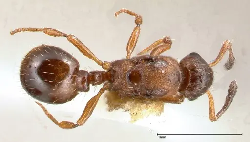 Temnothorax adlerzi specimen FOCOL0639 image focol0639_1