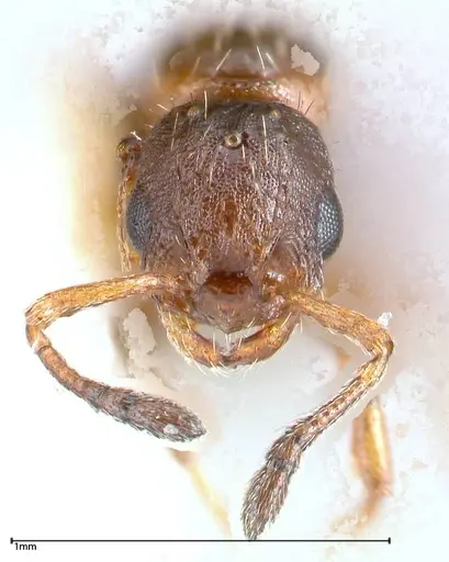 Temnothorax adlerzi specimen FOCOL0639 image focol0639_2
