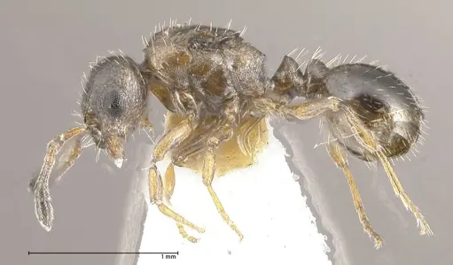 Temnothorax adlerzi specimen FOCOL0639 image focol0639_3