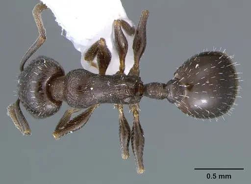Temnothorax adustus specimen CASENT0105862 image casent0105862_1