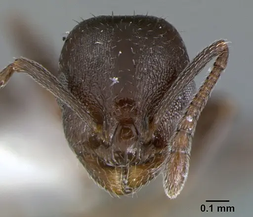 Temnothorax adustus specimen CASENT0105862 image casent0105862_2