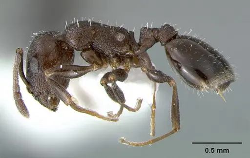 Temnothorax adustus specimen CASENT0105862 image casent0105862_3
