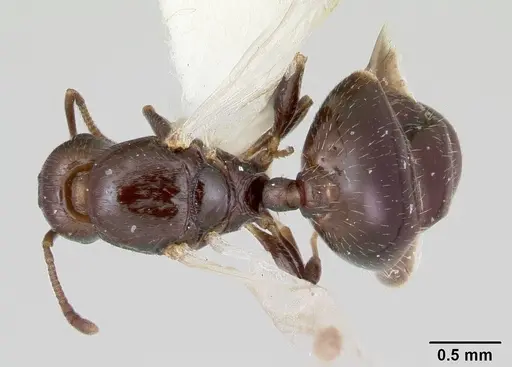 Temnothorax adustus specimen CASENT0172589 image casent0172589_1