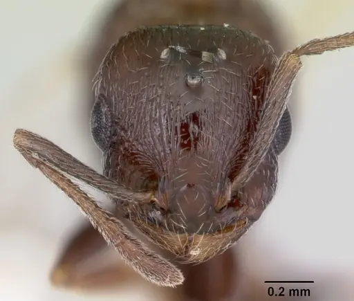 Temnothorax adustus specimen CASENT0172589 image casent0172589_2
