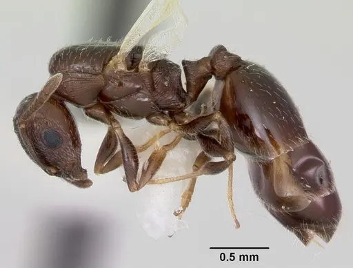 Temnothorax adustus specimen CASENT0172589 image casent0172589_3