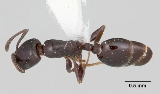 Temnothorax adustus specimen CASENT0172590 image casent0172590_1