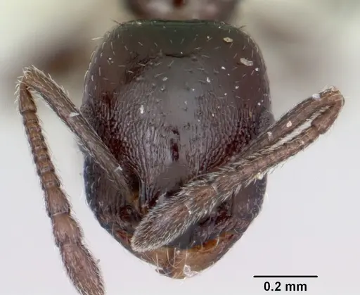 Temnothorax adustus specimen CASENT0172590 image casent0172590_2
