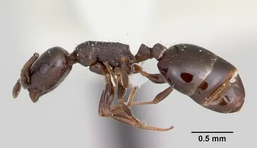 Temnothorax adustus specimen CASENT0172590 image casent0172590_3