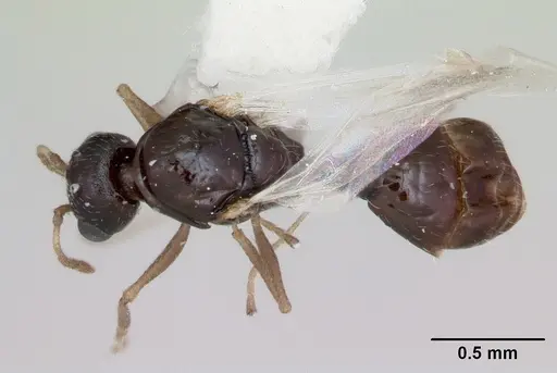 Temnothorax adustus specimen CASENT0172591 image casent0172591_1
