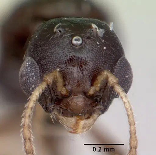 Temnothorax adustus specimen CASENT0172591 image casent0172591_2
