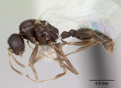 Temnothorax adustus specimen CASENT0172591 image casent0172591_3