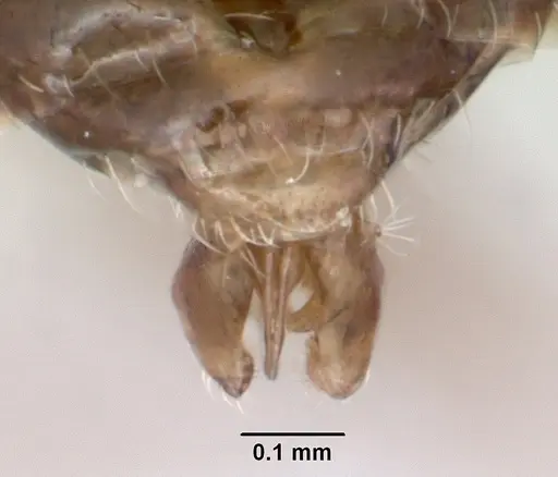 Temnothorax adustus specimen CASENT0172591 image casent0172591_4
