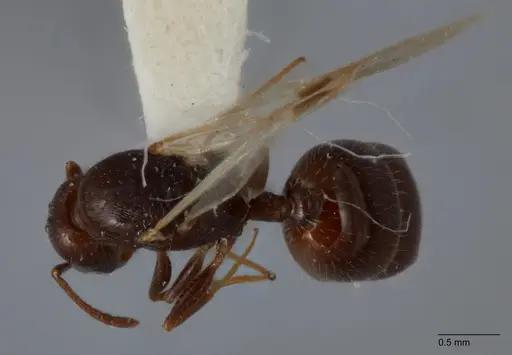 Temnothorax adustus specimen UTEPENTO25738-01 image utepento25738-01_1