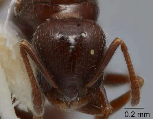 Temnothorax adustus specimen UTEPENTO25738-01 image utepento25738-01_2
