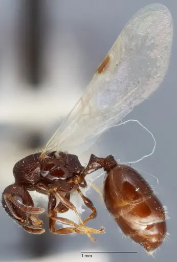Temnothorax adustus specimen UTEPENTO25738-01 image utepento25738-01_3