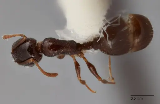 Temnothorax adustus specimen UTEPENTO25738-02 image utepento25738-02_1