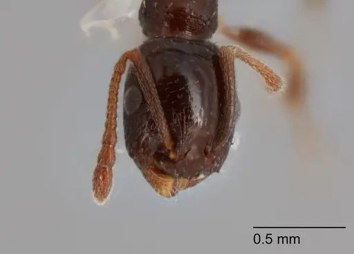 Temnothorax adustus specimen UTEPENTO25738-02 image utepento25738-02_2