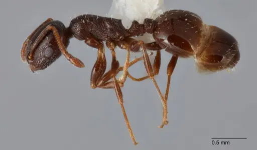 Temnothorax adustus specimen UTEPENTO25738-02 image utepento25738-02_3