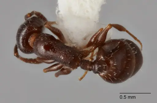 Temnothorax adustus specimen UTEPENTO25738-03 image utepento25738-03_1