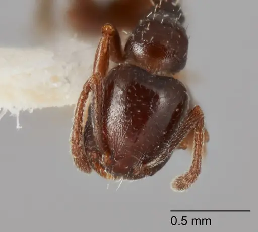 Temnothorax adustus specimen UTEPENTO25738-03 image utepento25738-03_2