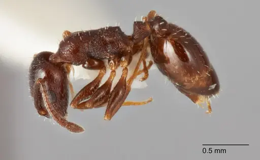 Temnothorax adustus specimen UTEPENTO25738-03 image utepento25738-03_3